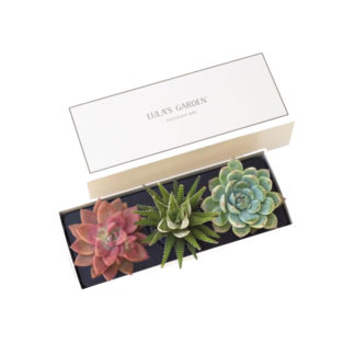 Lula's Garden Succulent Kit