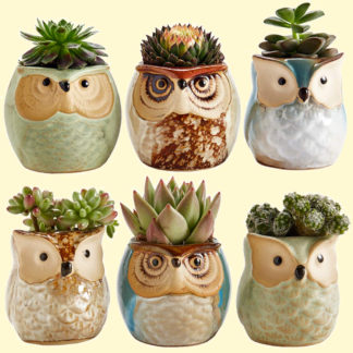 Set of 6 small owl planters ideal for succulents